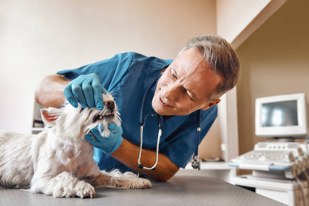 Best Weekend Emergency Dentist in Panther Valley, NJ